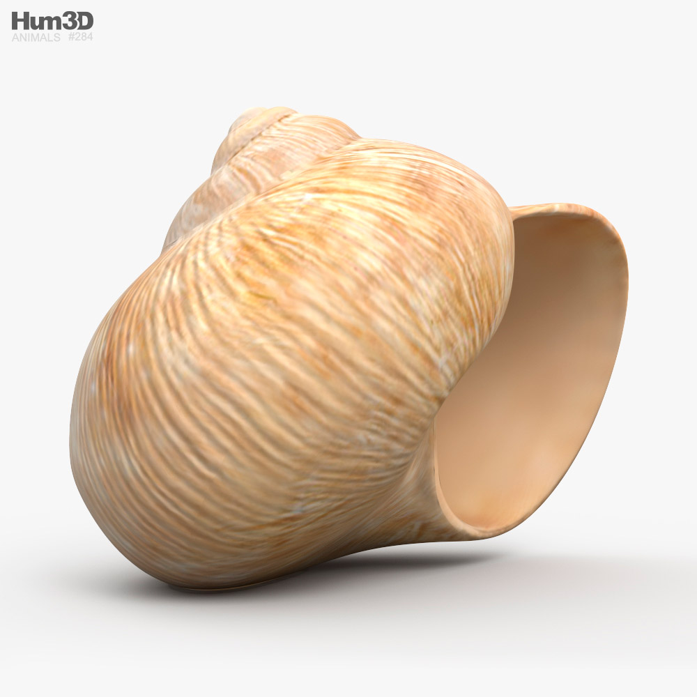 Snail Shell 3d Model Animals On Hum3d