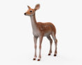Deer Fawn Modelo 3d