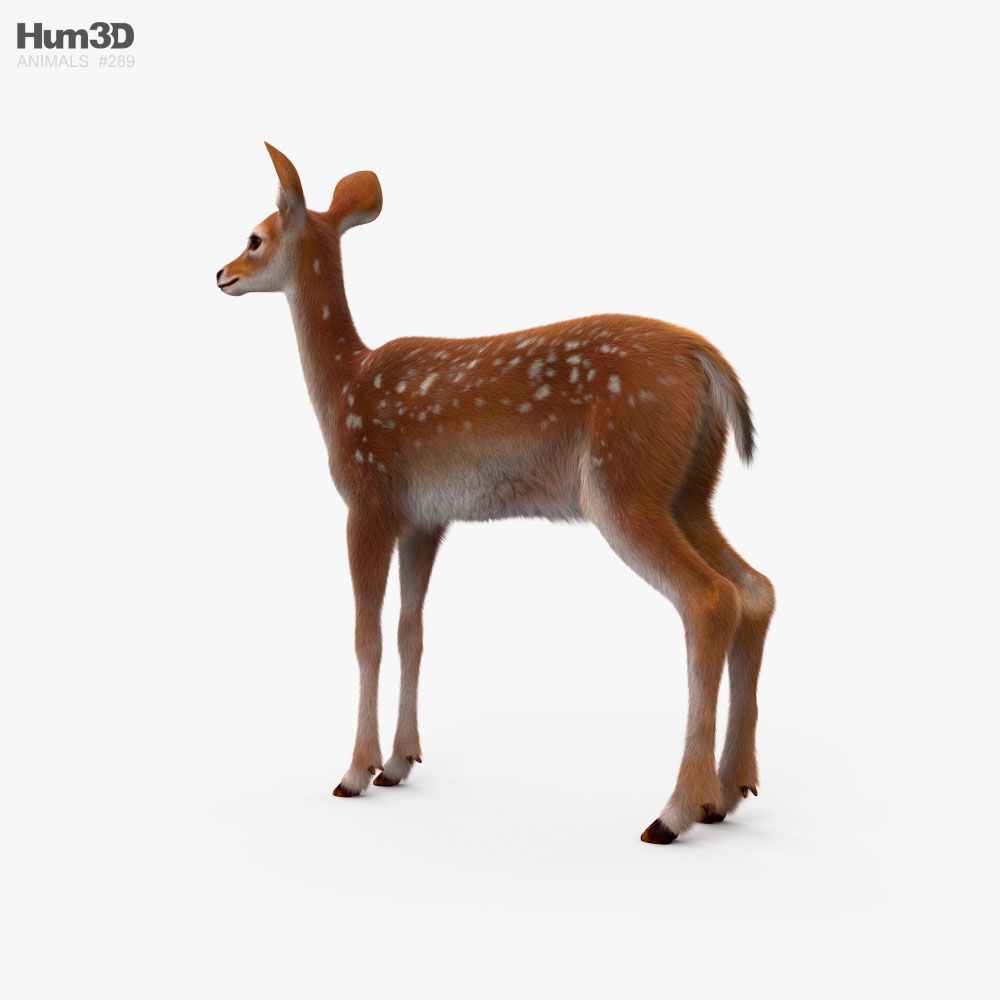 Deer Fawn HD 3D model - Animals on Hum3D