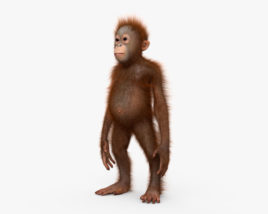 Orangutan Baby 3D model