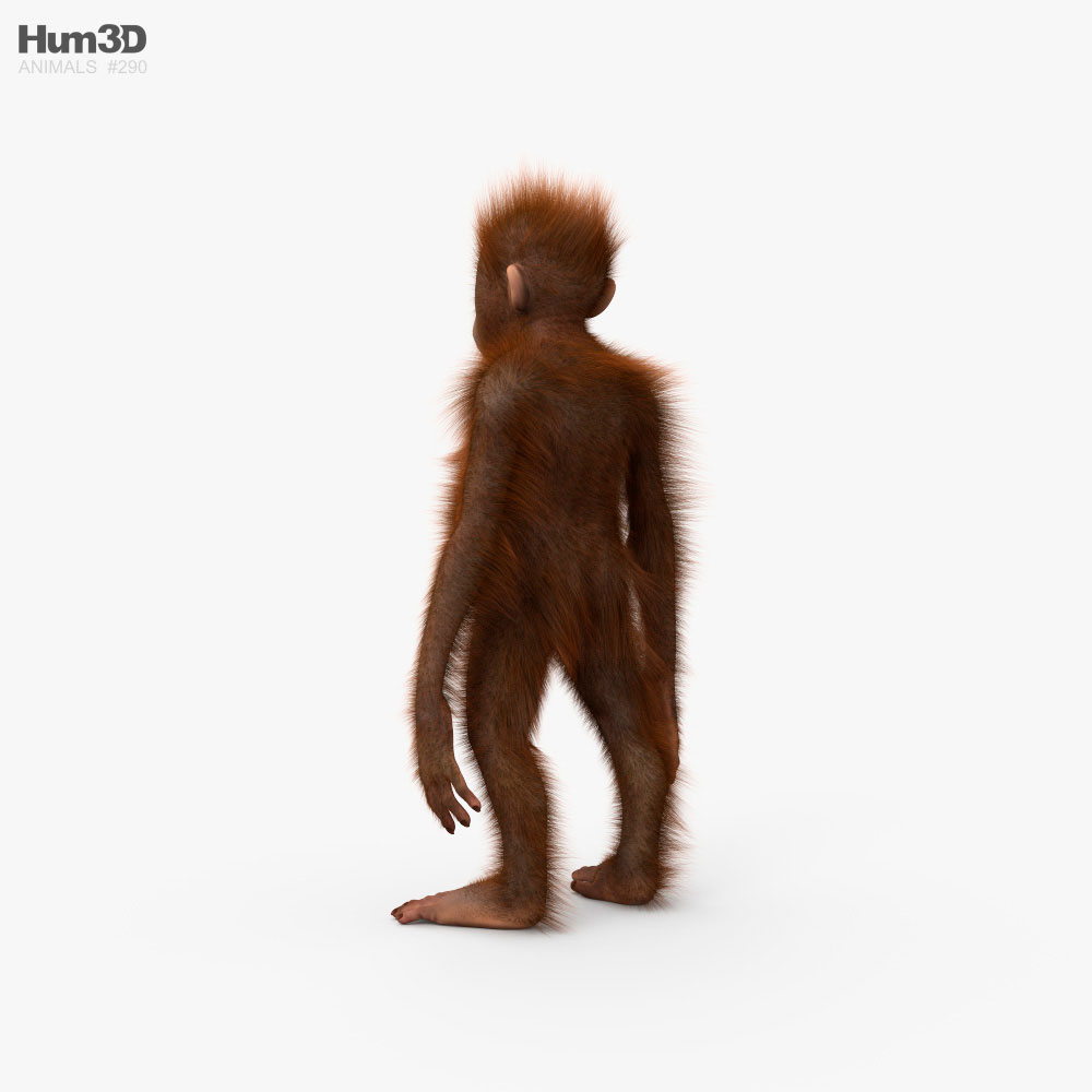 Bebê orangotango Modelo 3d