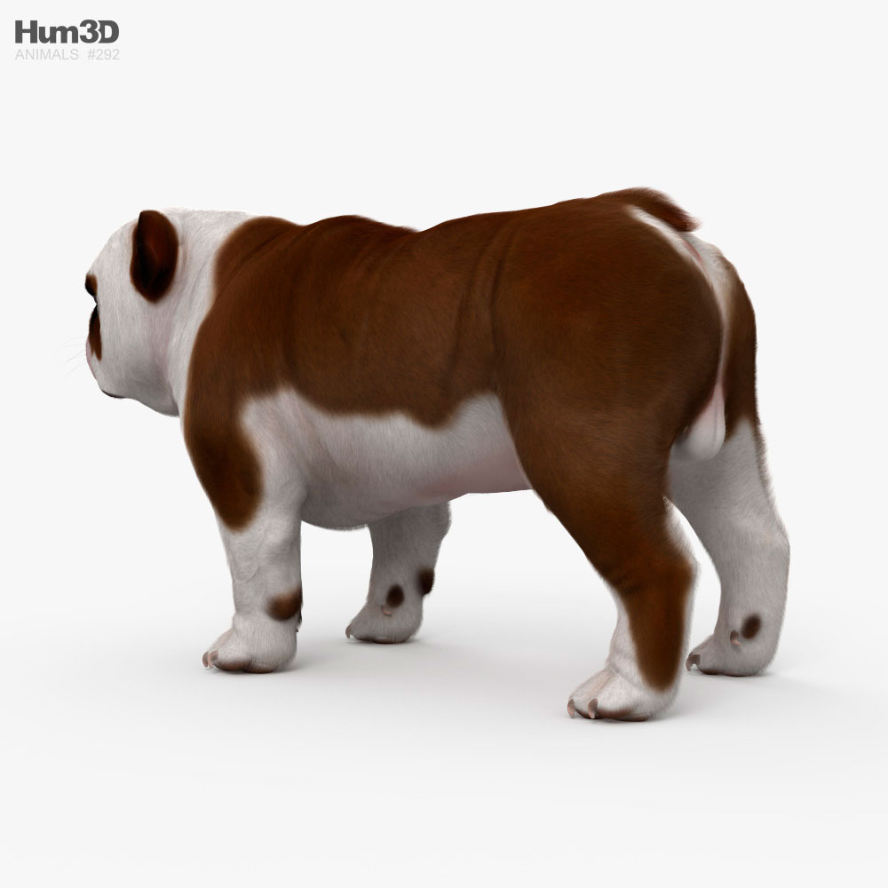 Bulldog-inglês Modelo 3d