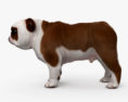 English Bulldog HD 3d model