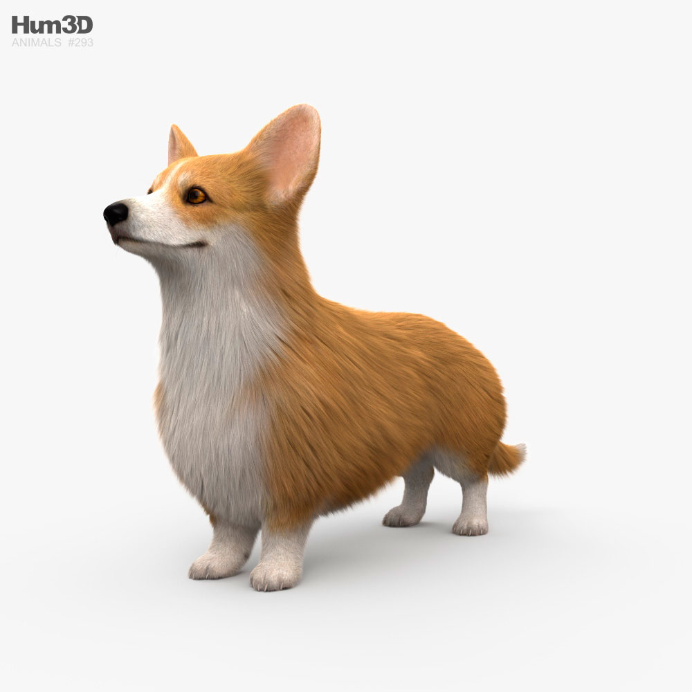 威爾斯柯基犬 3D模型