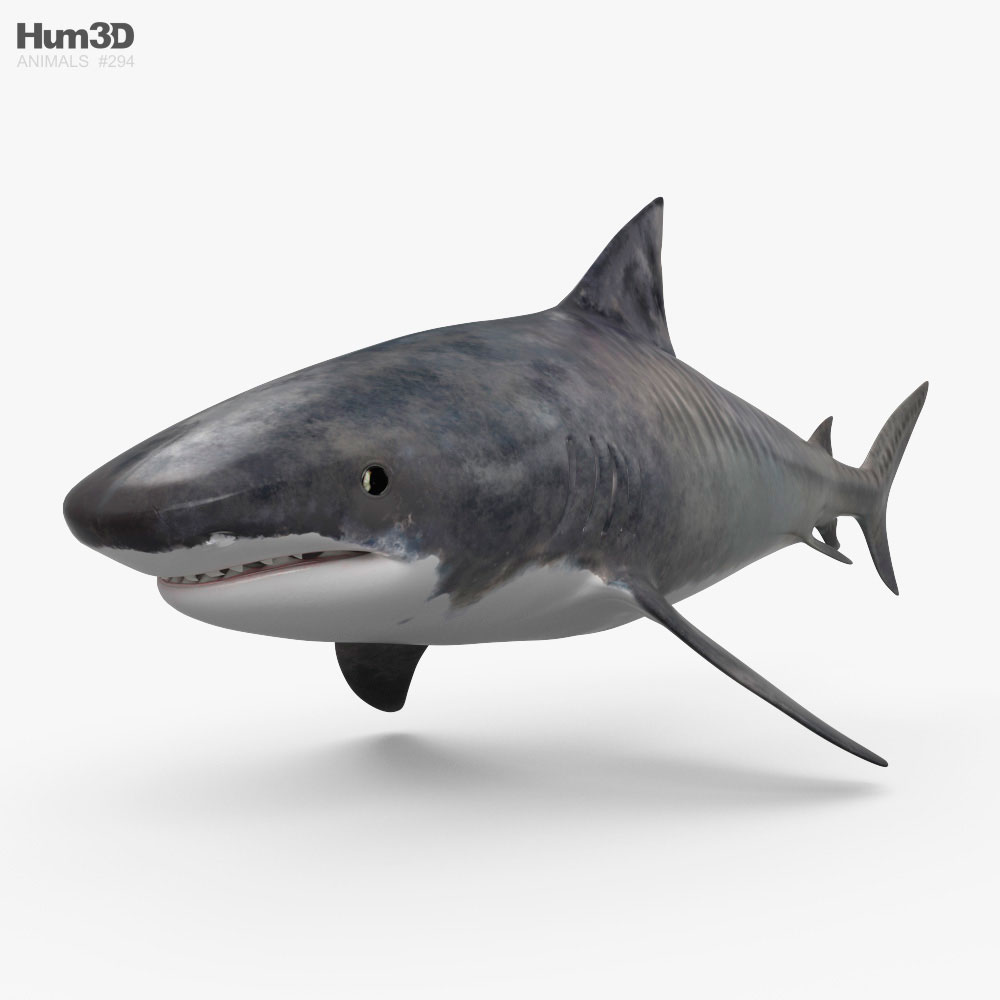 Tiger Shark HD 3D model