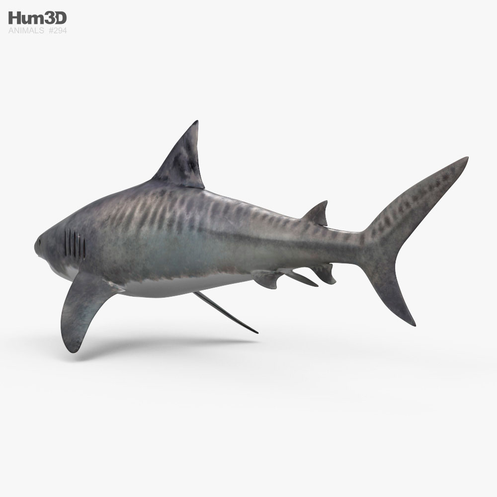 Requin-tigre Modèle 3d