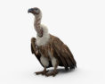 White-Backed Vulture HD 3d model