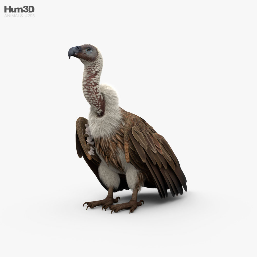Vautour africain Modèle 3D