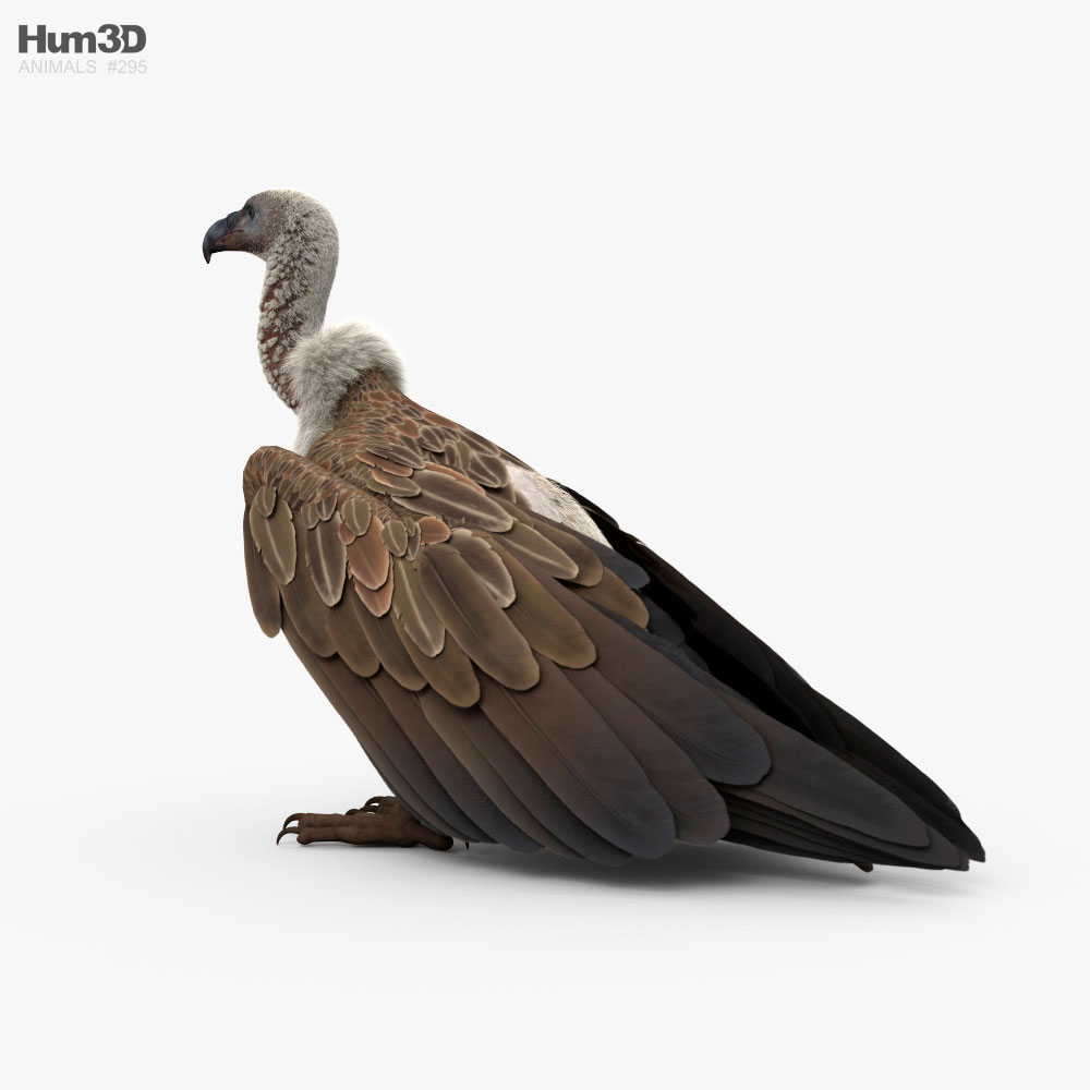 White-Backed Vulture HD 3d model