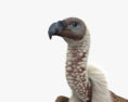 White-Backed Vulture 3d model