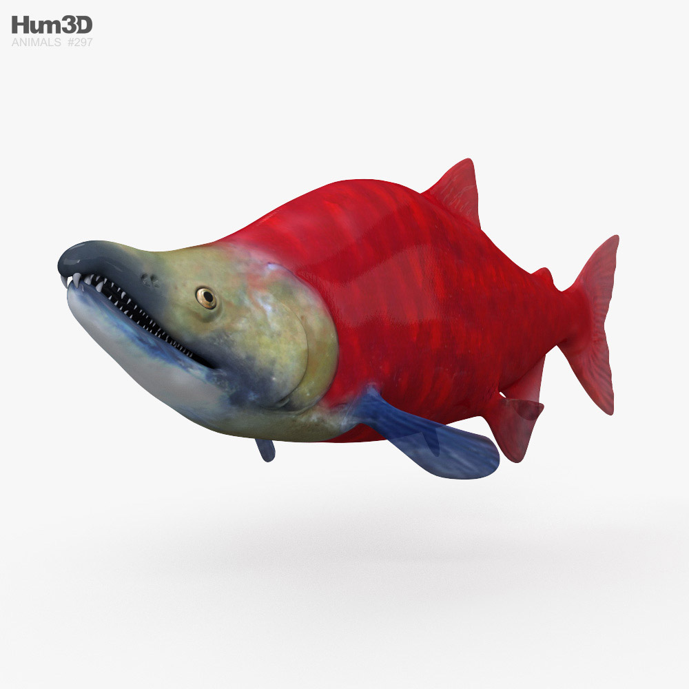 Salmón rojo Modelo 3D