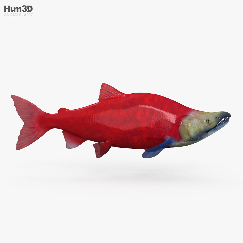 Sockeye Salmon 3D model - Animals on Hum3D