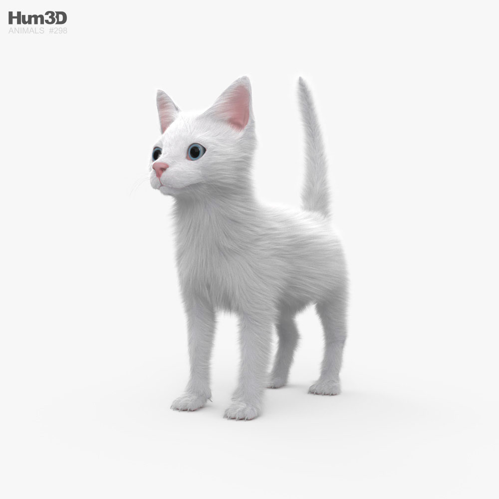Біле кошеня 3D модель