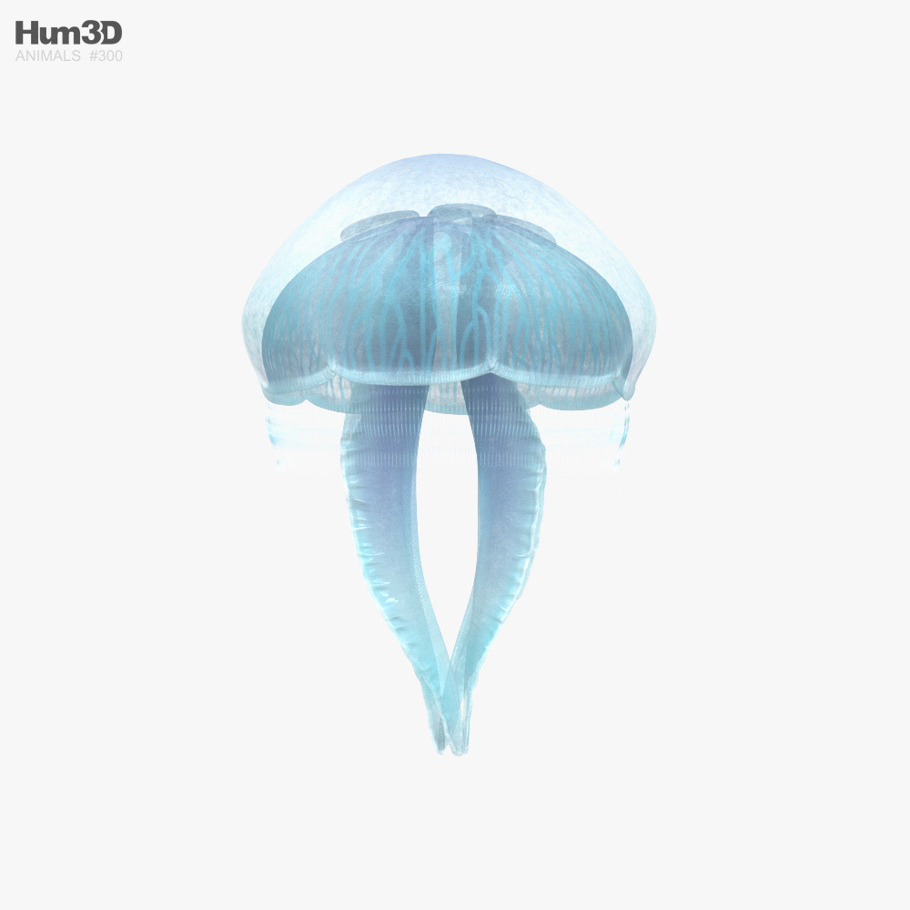 Common Jellyfish HD 3D model