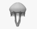 Common Jellyfish HD 3d model