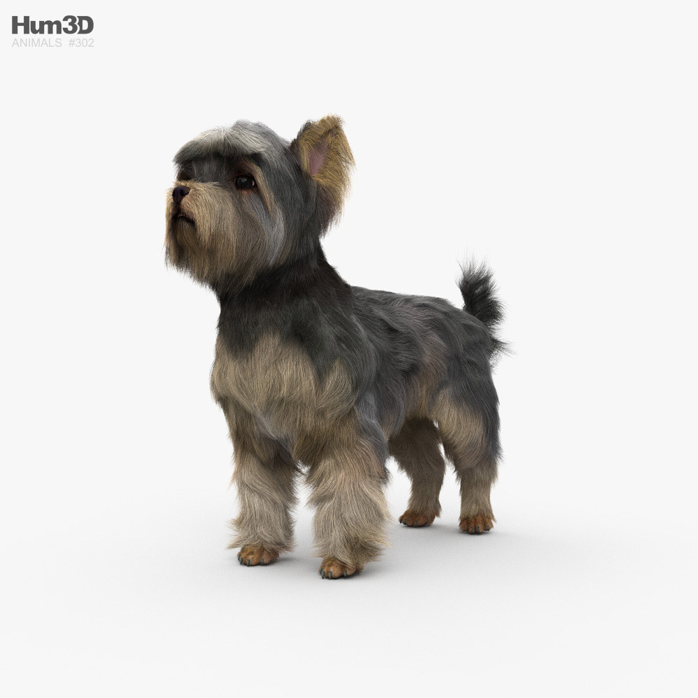 Yorkshire Terrier HD 3D model