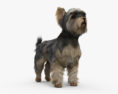 Yorkshire Terrier HD 3d model