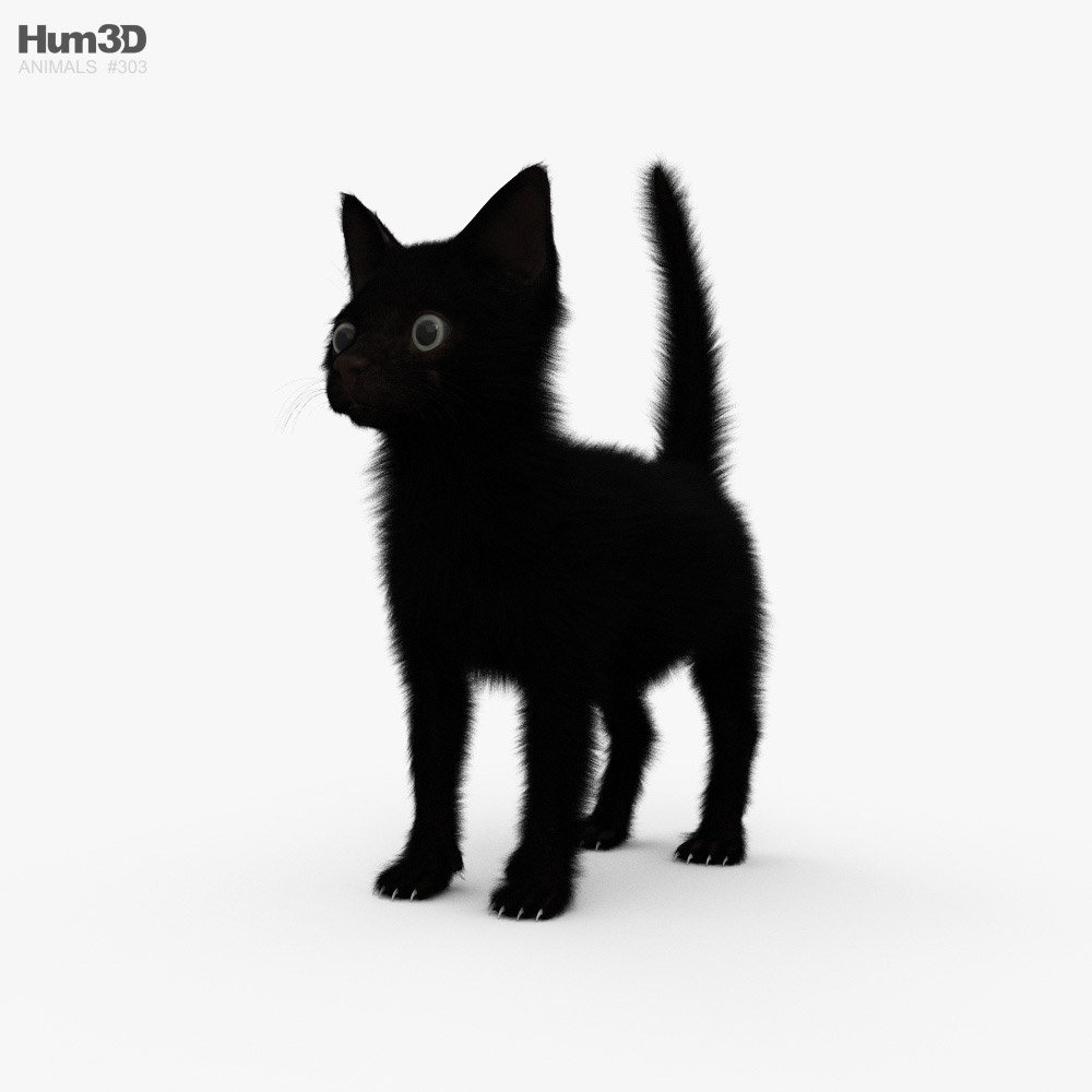 Чорне кошеня 3D модель