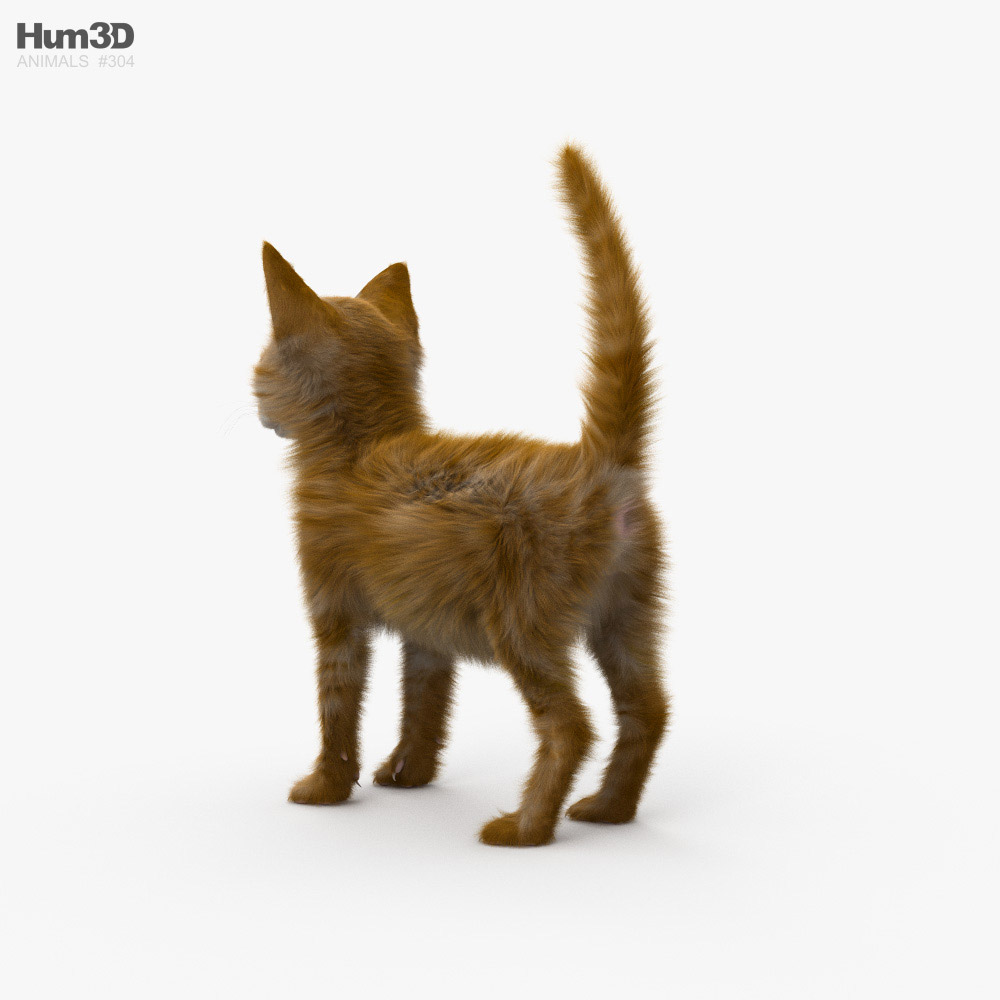 Ingwer Kätzchen 3D-Modell