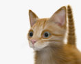 Ginger Kitten HD 3d model