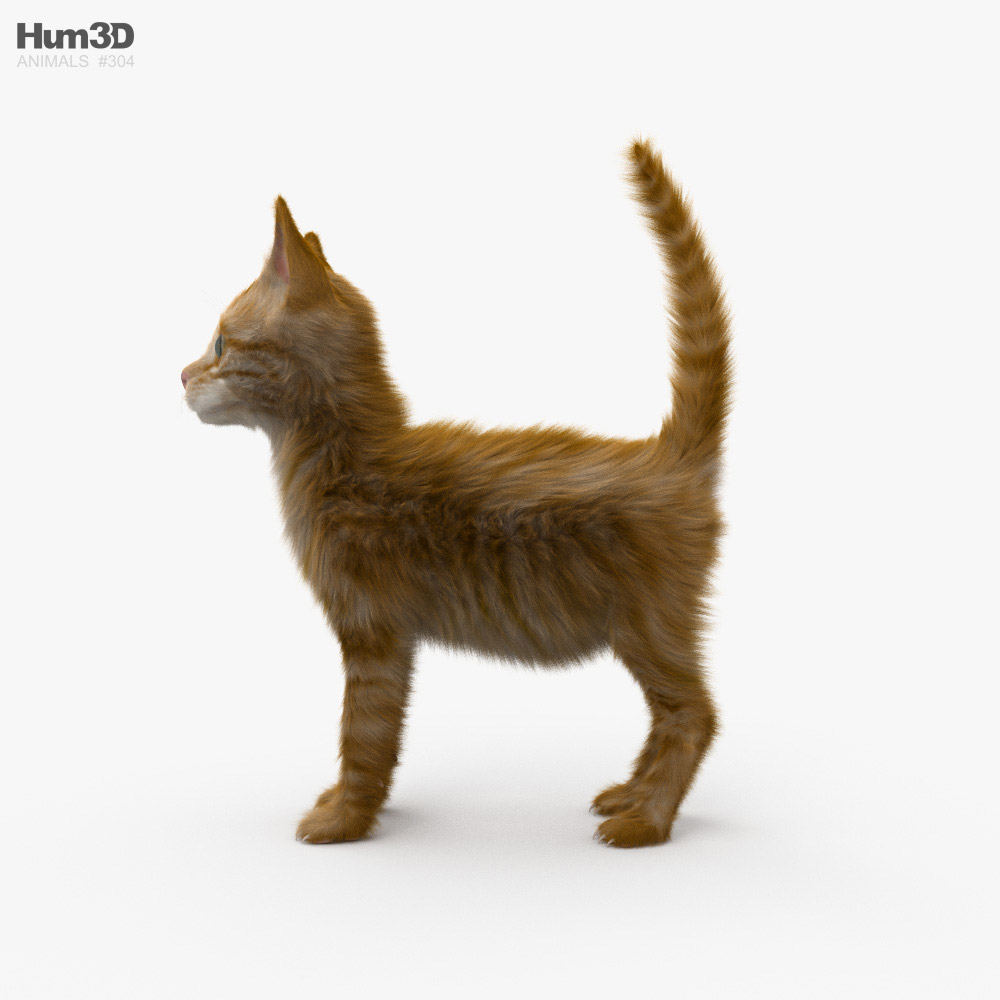 Ginger Kitten 3D model - Animals on Hum3D