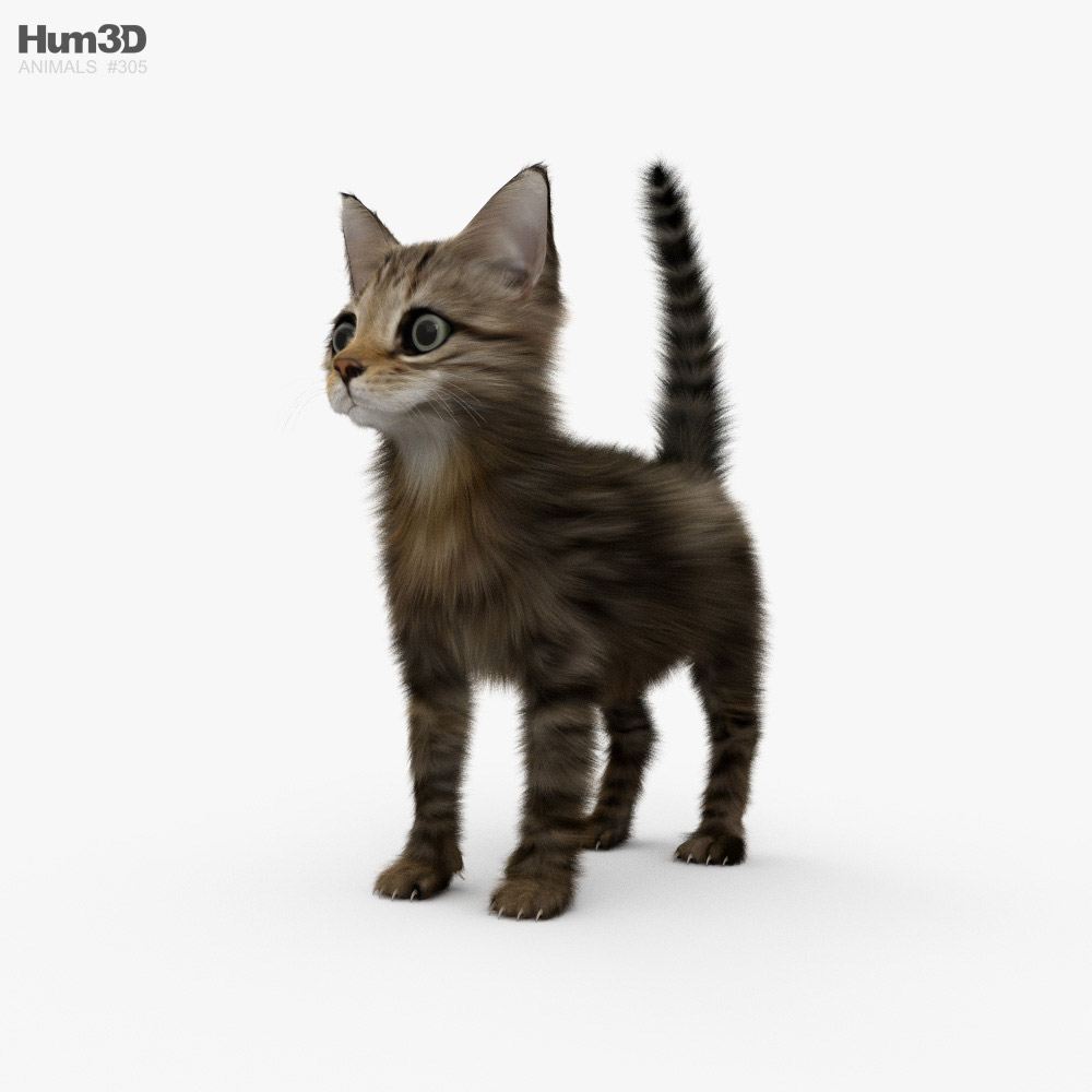 Kitten HD 3D model