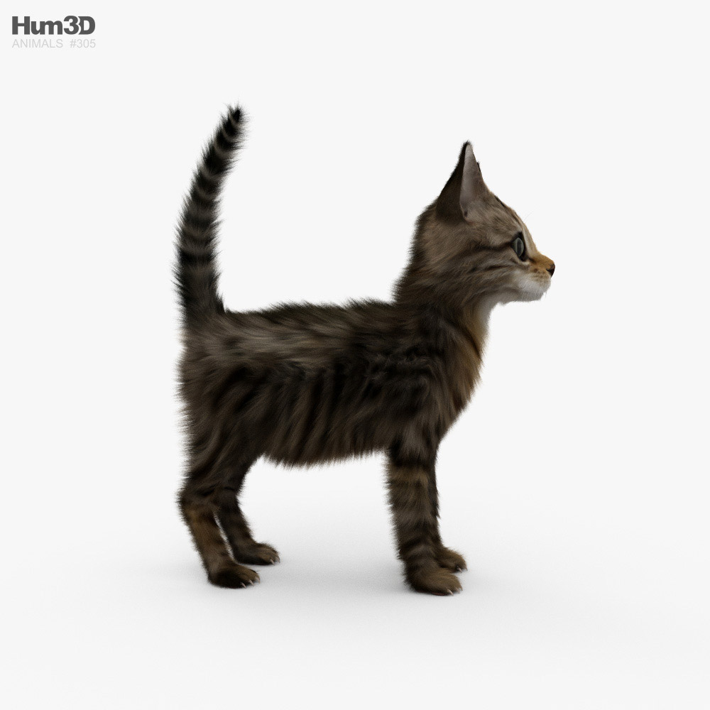 Kitten 3D model - Animals on Hum3D