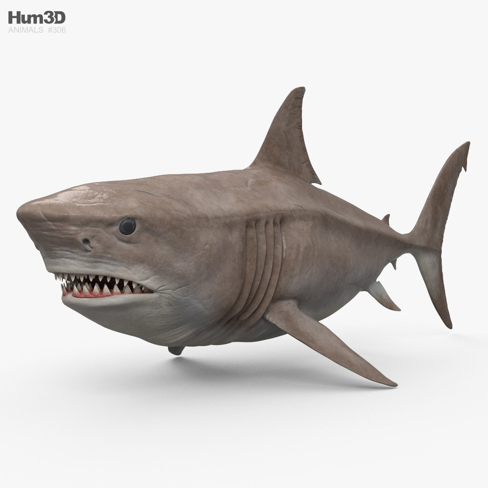 巨牙鯊 3D模型