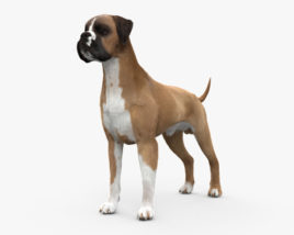 拳師犬 3D模型