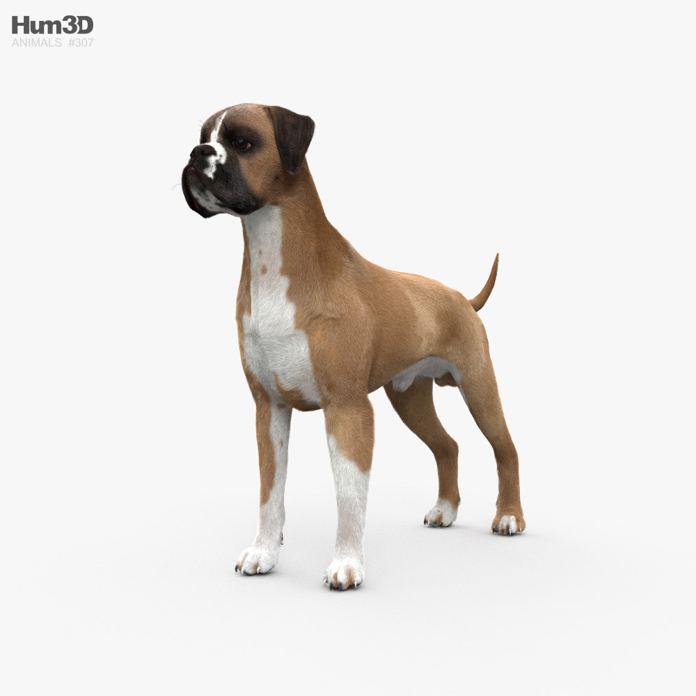 Boxer Dog HD 3D model