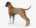 Boxer Dog 3d model