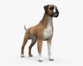 Boxer Dog 3d model