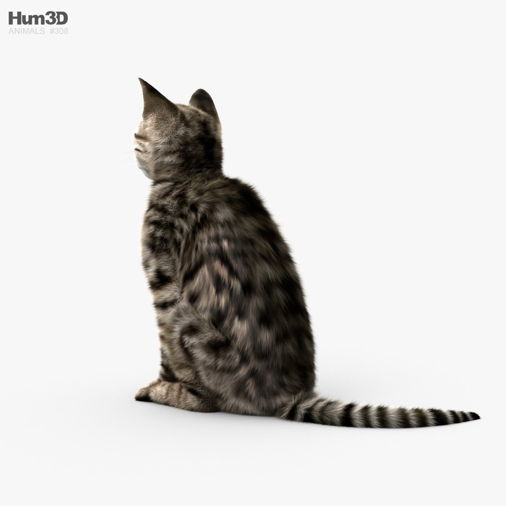 Sitting Cat HD 3d model