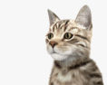 Sitting Cat 3d model