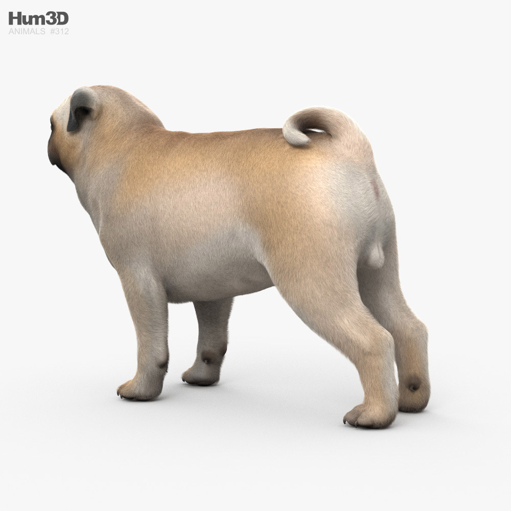 Pug HD 3d model