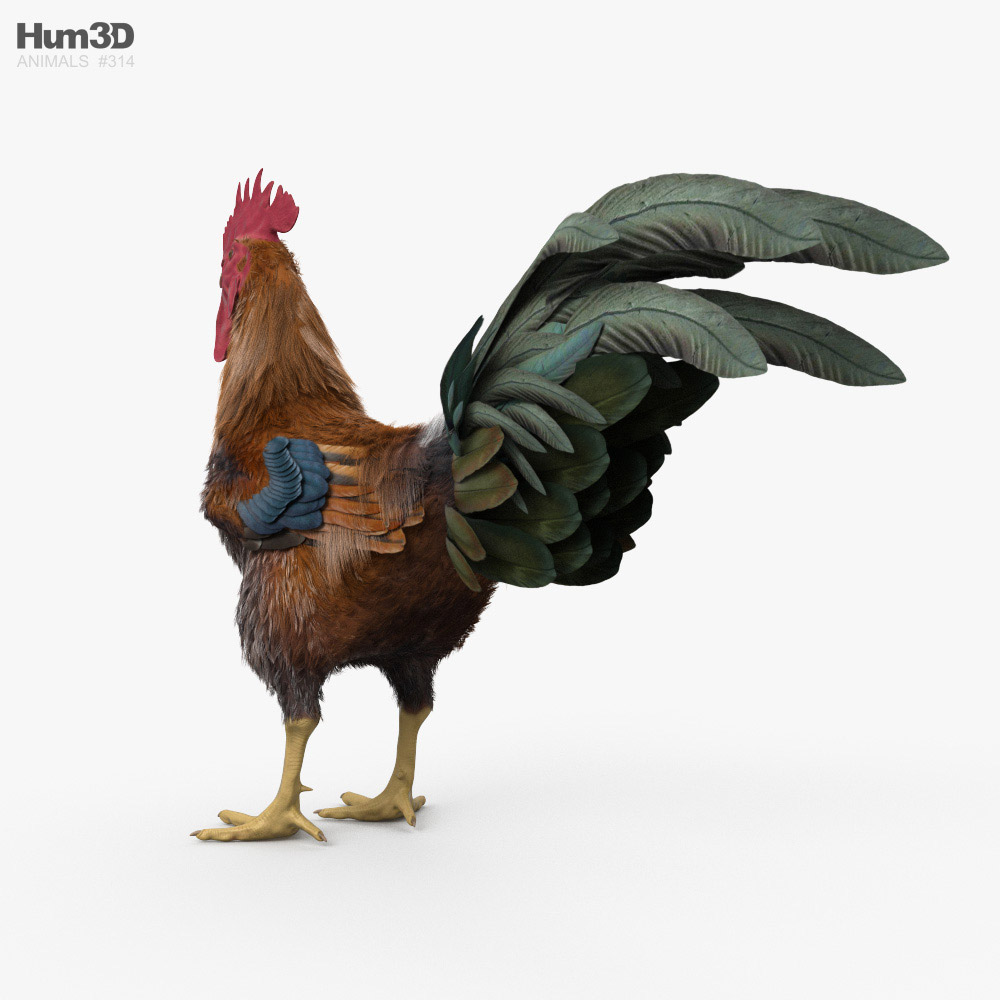 Rooster HD 3d model