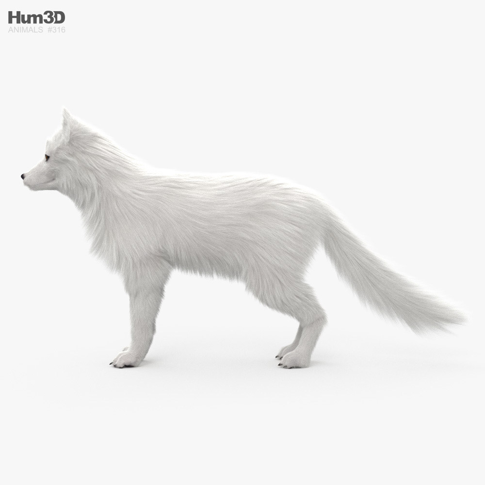 Volpe artica Modello 3D - Animali on Hum3D