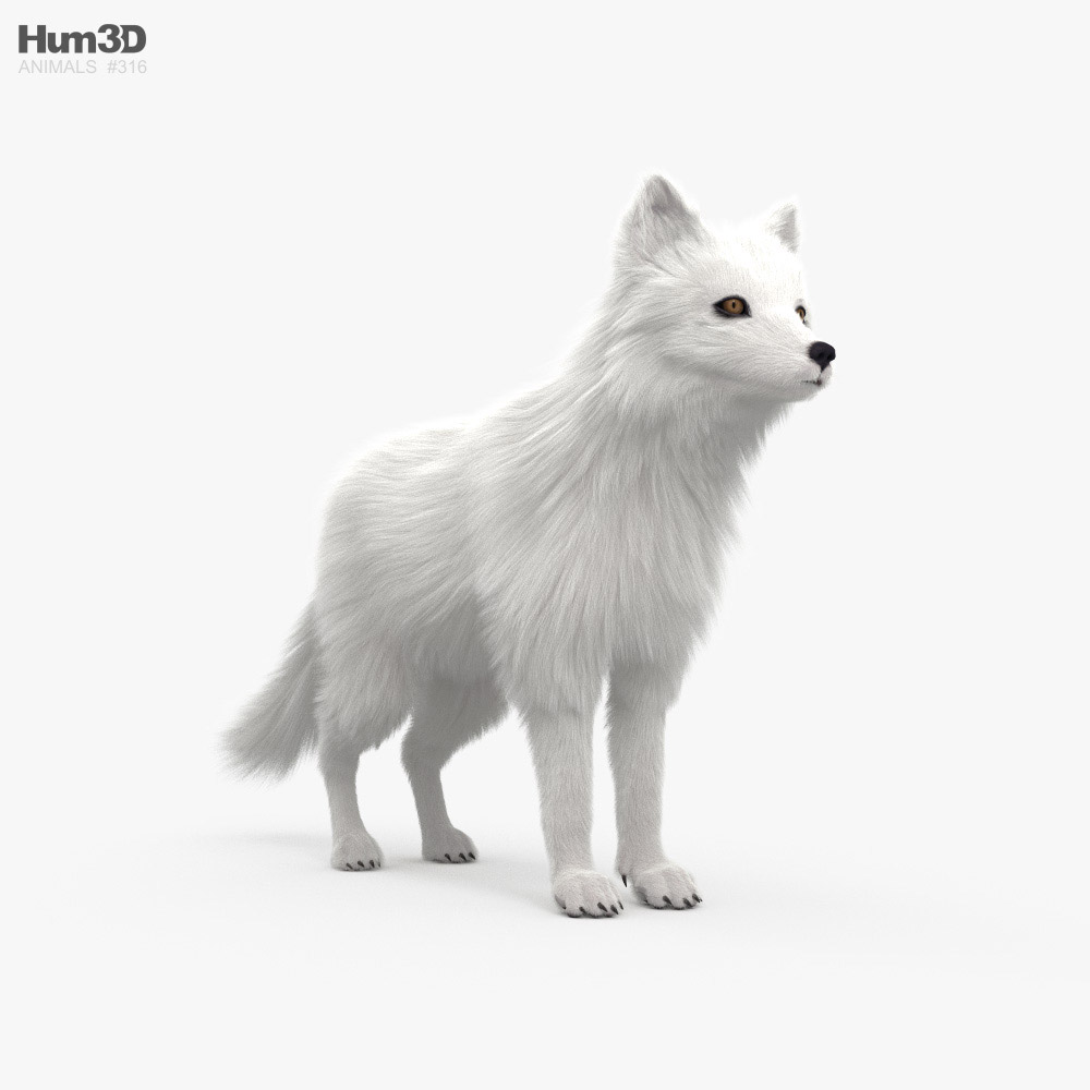 Volpe artica Modello 3D - Animali on Hum3D