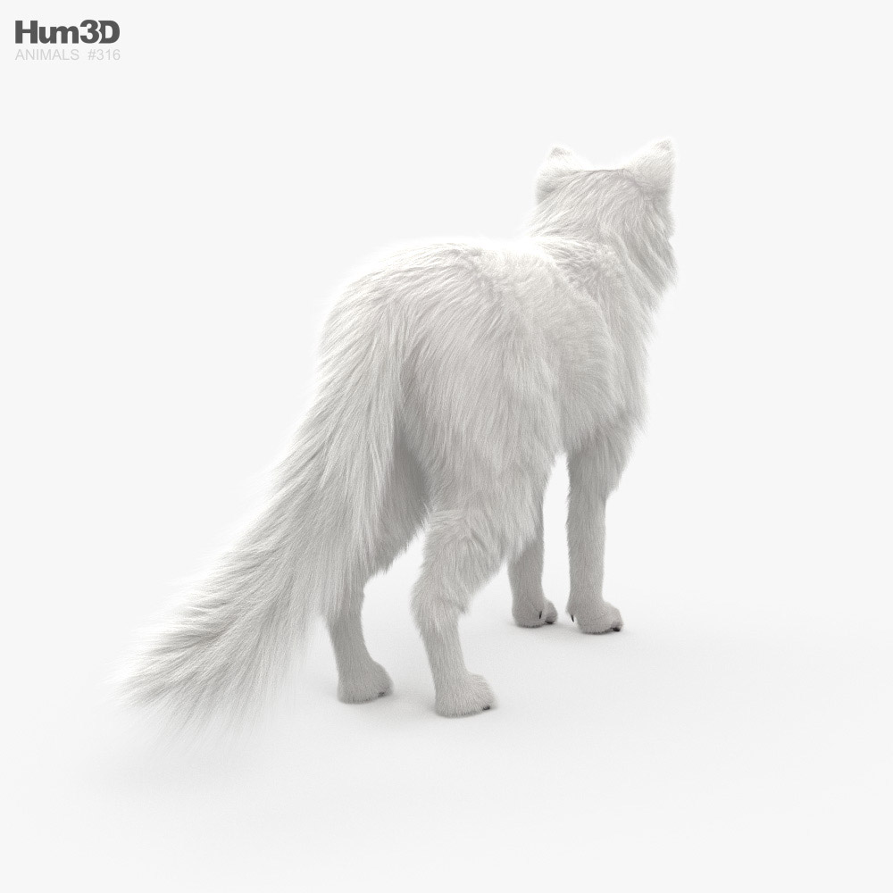 Volpe artica Modello 3D - Animali on Hum3D