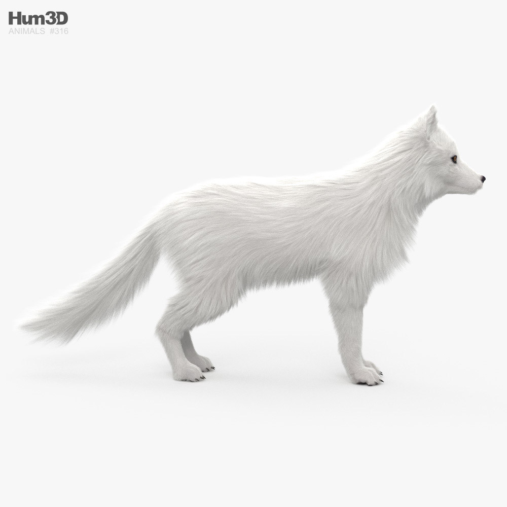 Volpe artica Modello 3D - Animali on Hum3D