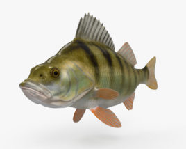 Pesce Persico Modello 3D