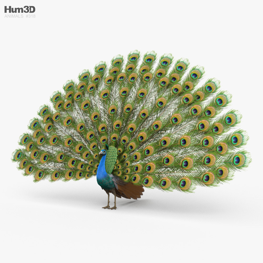 Peacock HD 3D model