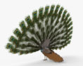 Peacock 3d model