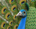 Peacock HD 3d model