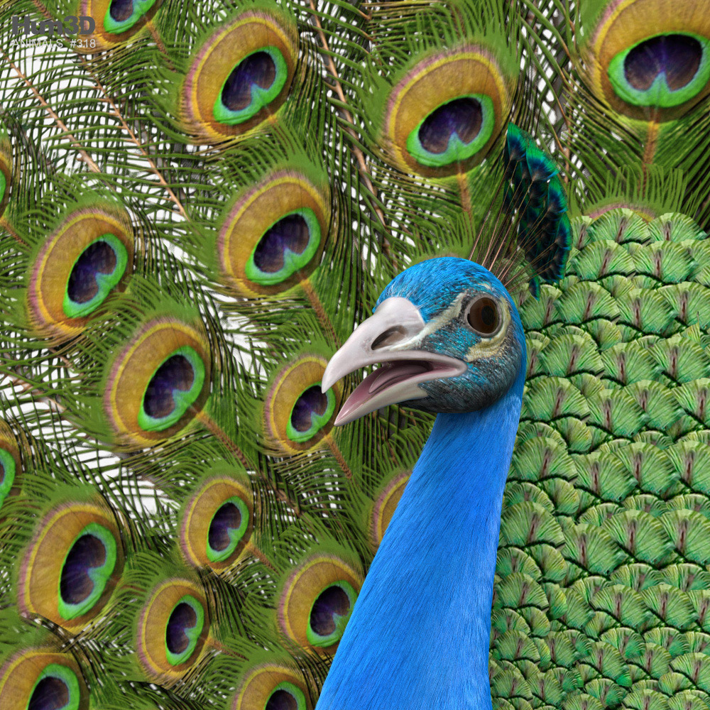 Peacock HD 3D model - Animals on Hum3D