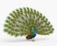 Peacock HD 3d model