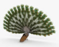 Peacock 3d model