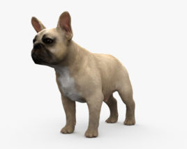 French Bulldog HD 3D model