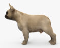 法國鬥牛犬 3D模型