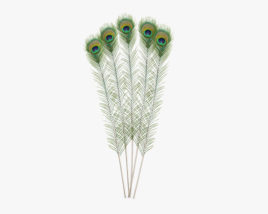 Peacock Feather 3D model